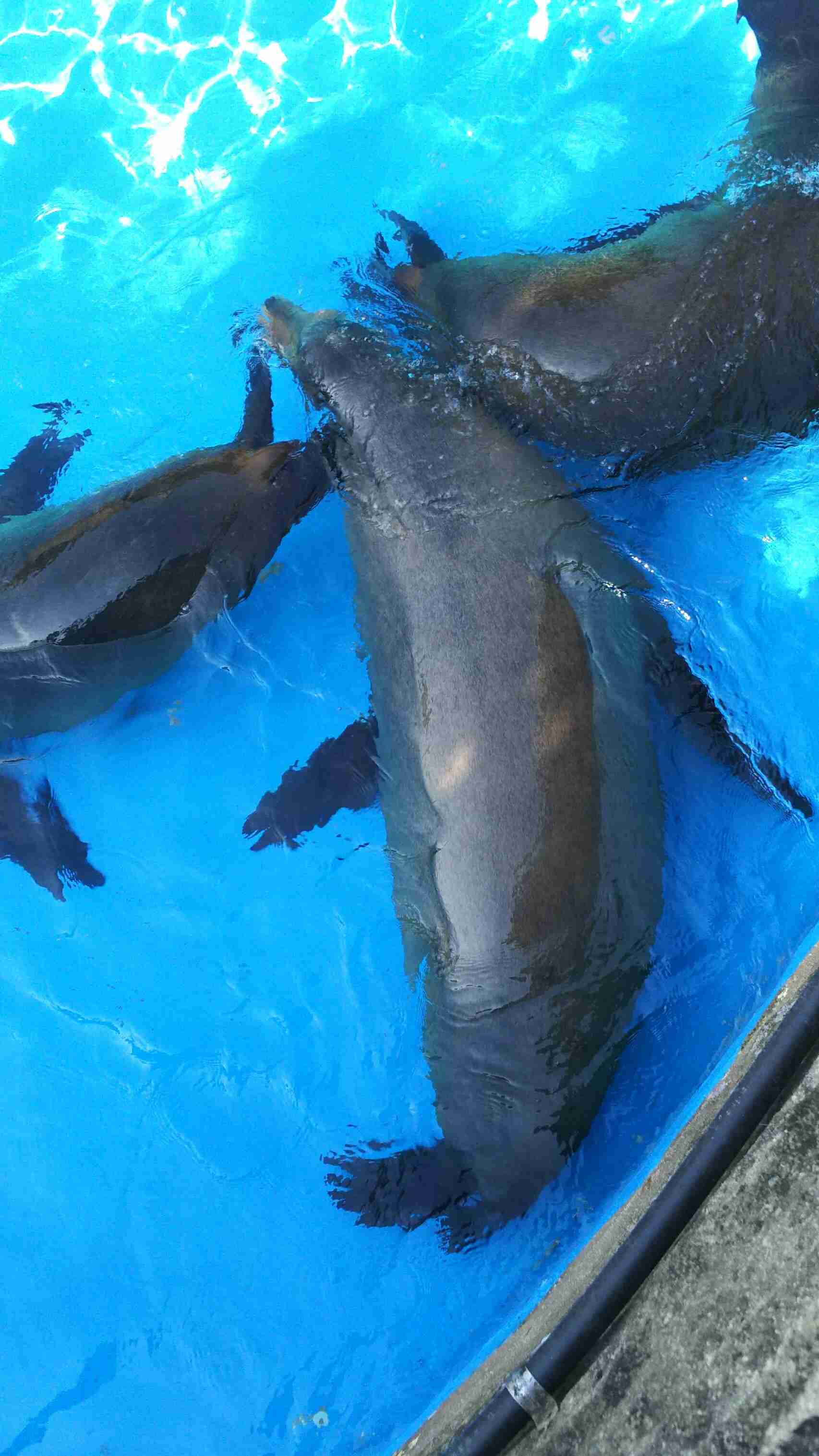 動物の後頭部が集まるトピ