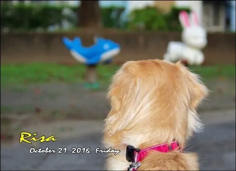 動物の後頭部が集まるトピ
