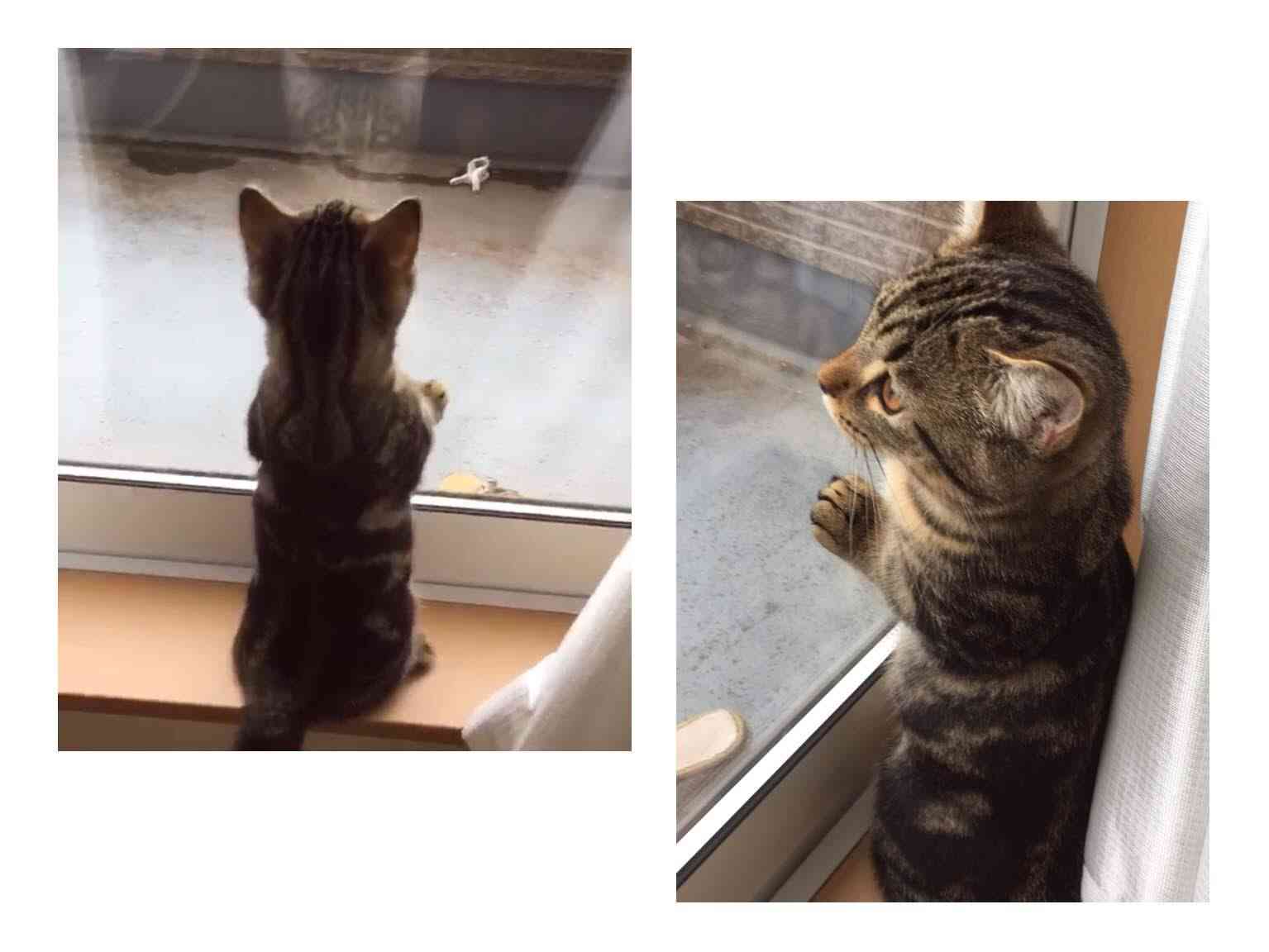 動物の後頭部が集まるトピ