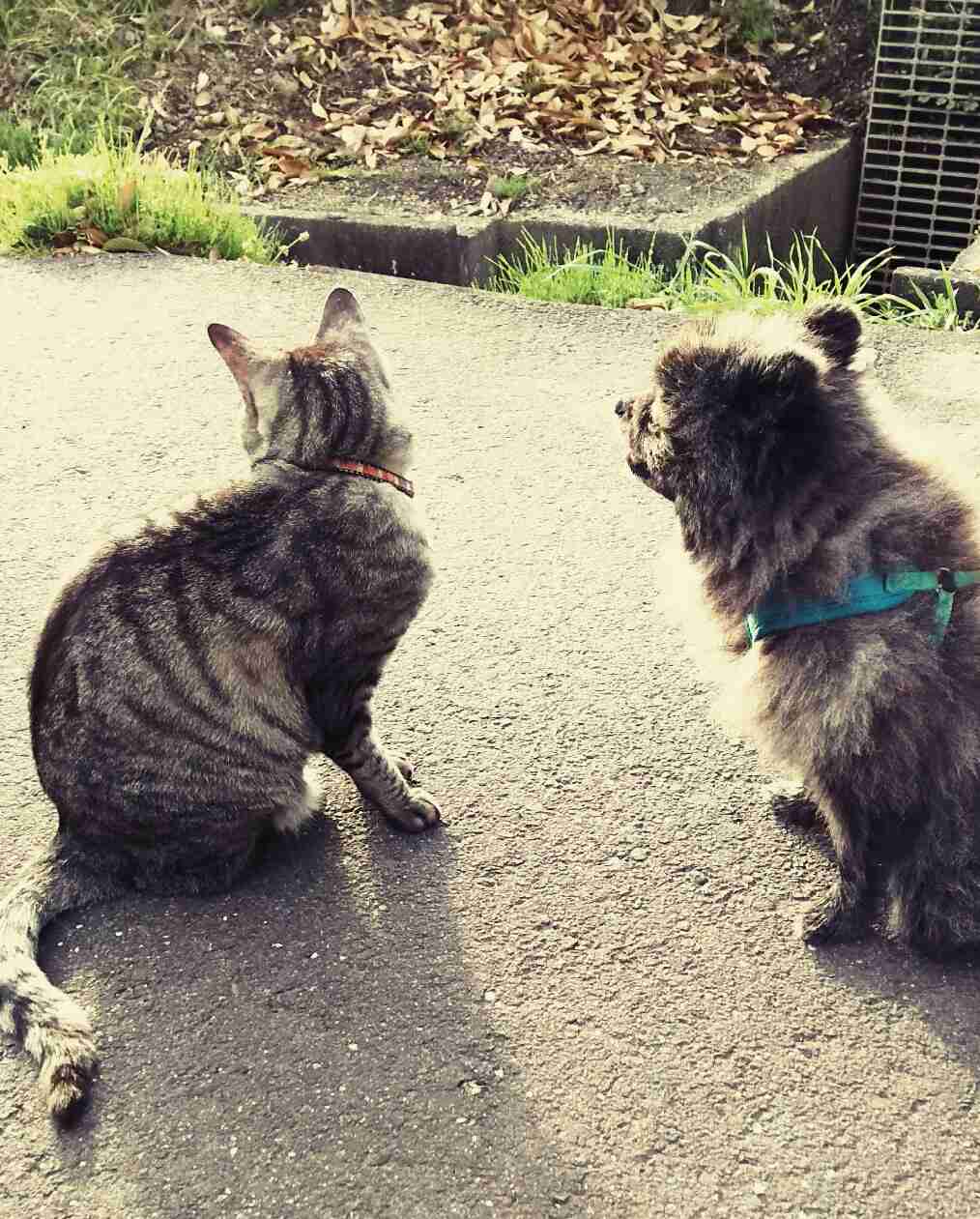 動物の後頭部が集まるトピ