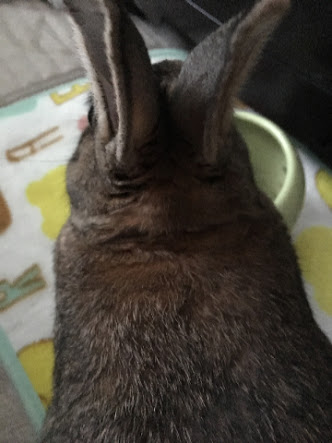 動物の後頭部が集まるトピ