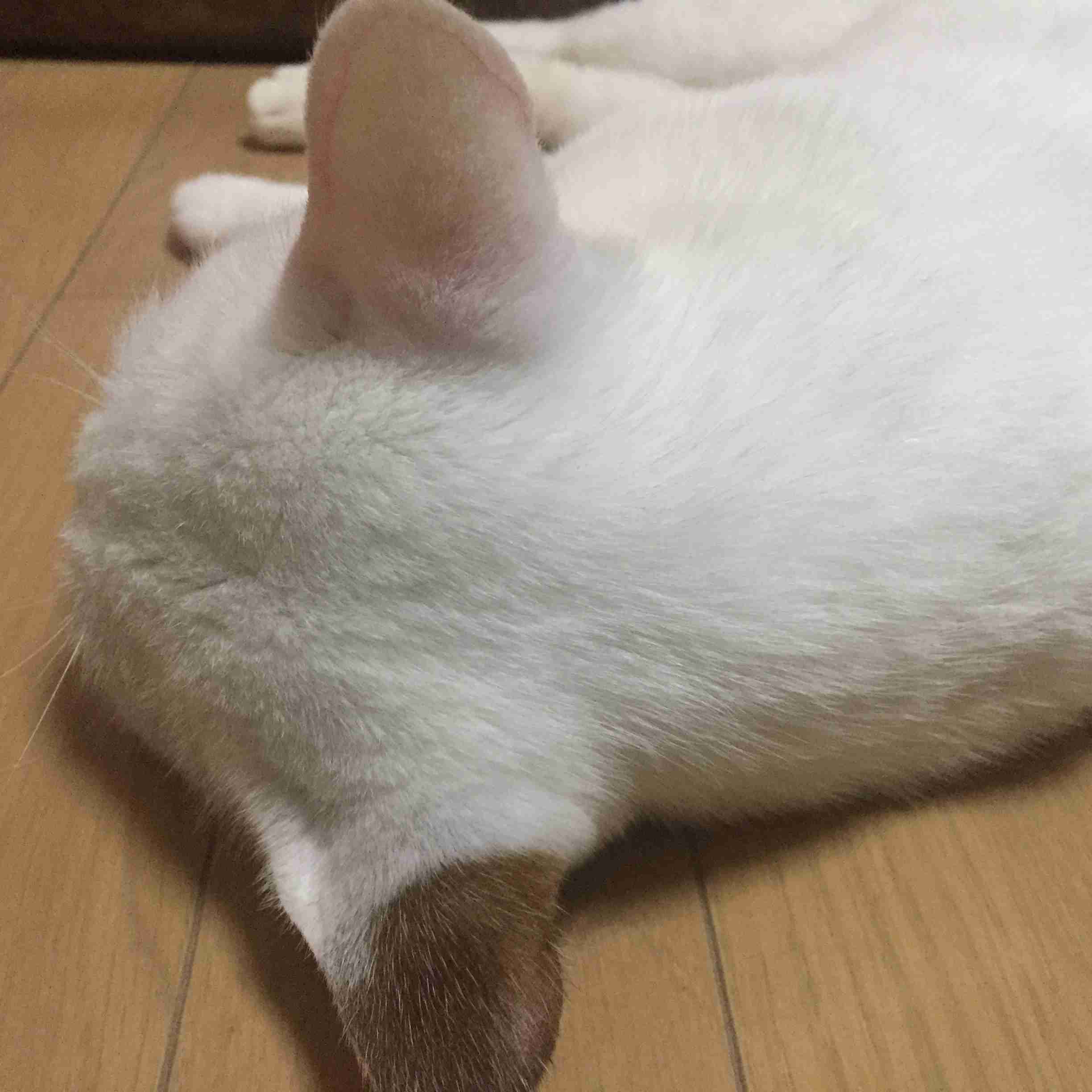 動物の後頭部が集まるトピ