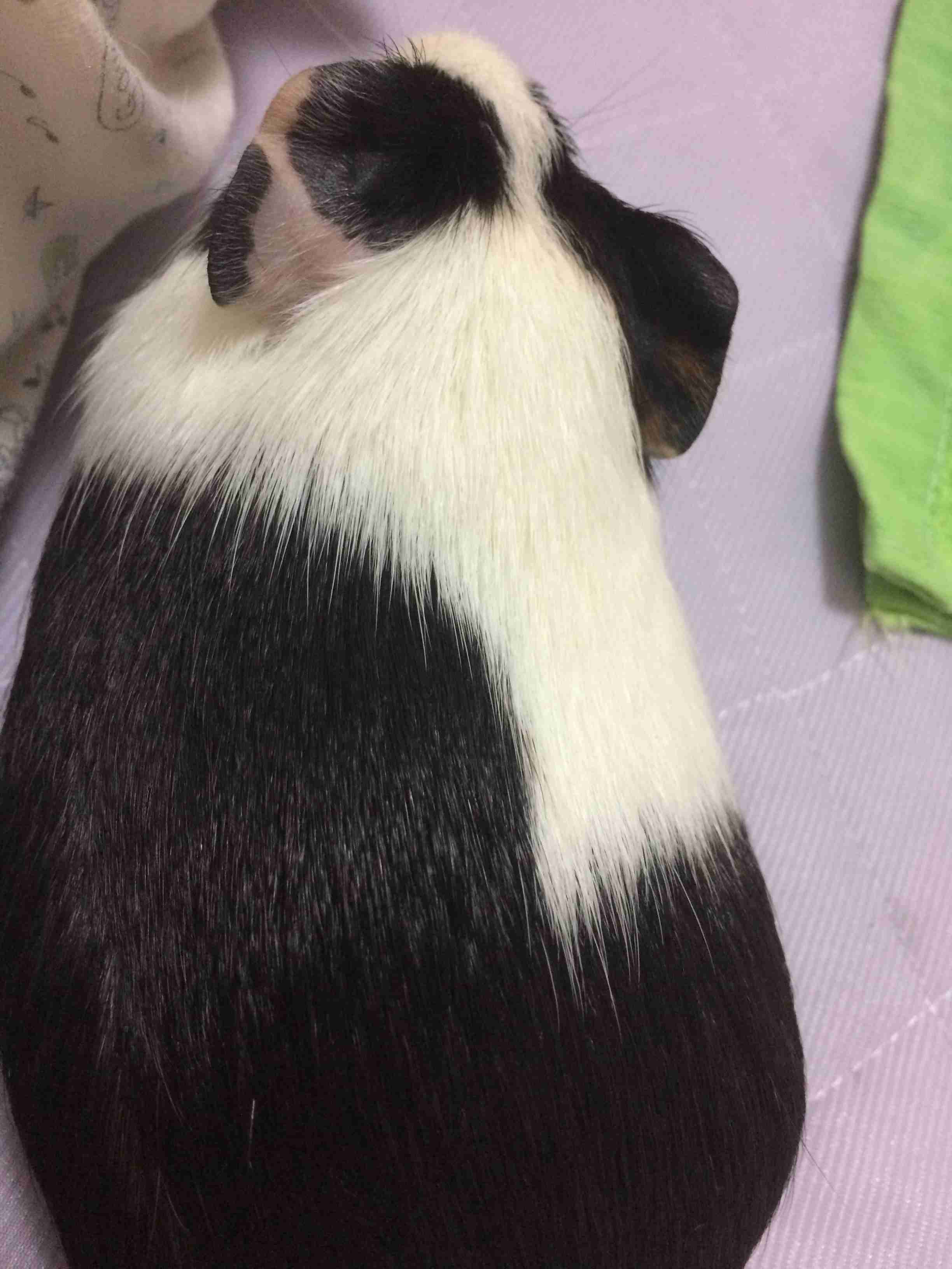 動物の後頭部が集まるトピ