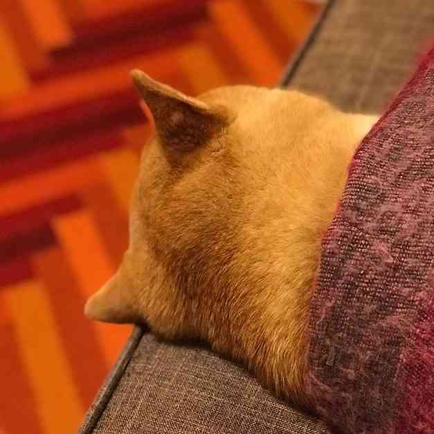 動物の後頭部が集まるトピ