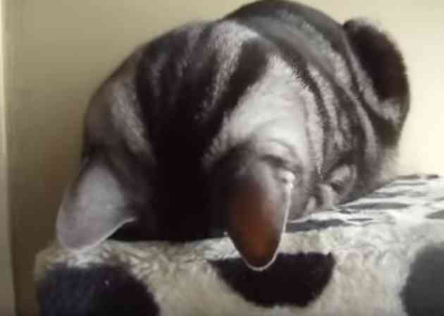 動物の後頭部が集まるトピ