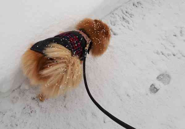 動物の後頭部が集まるトピ
