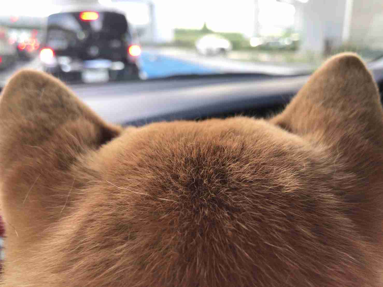 動物の後頭部が集まるトピ