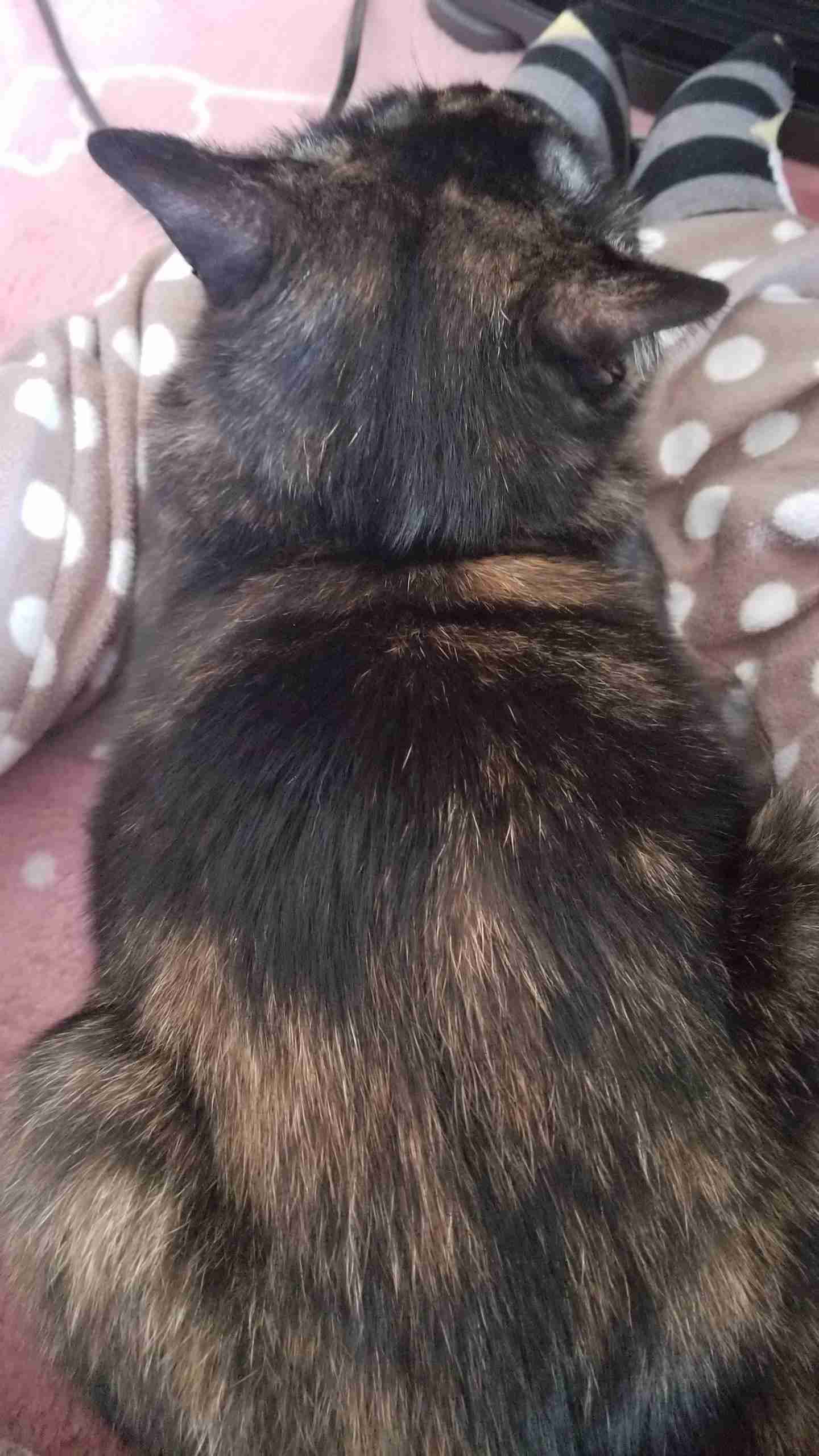 動物の後頭部が集まるトピ