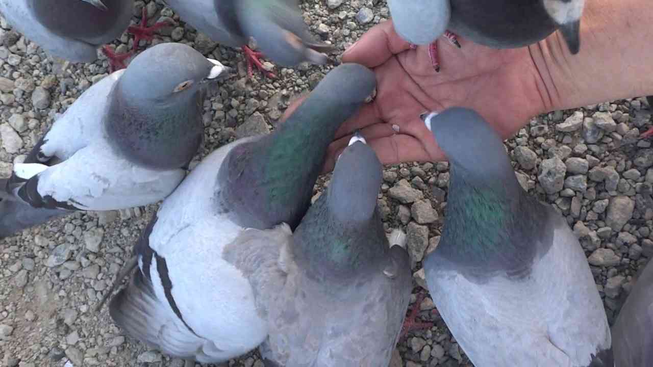 動物の後頭部が集まるトピ