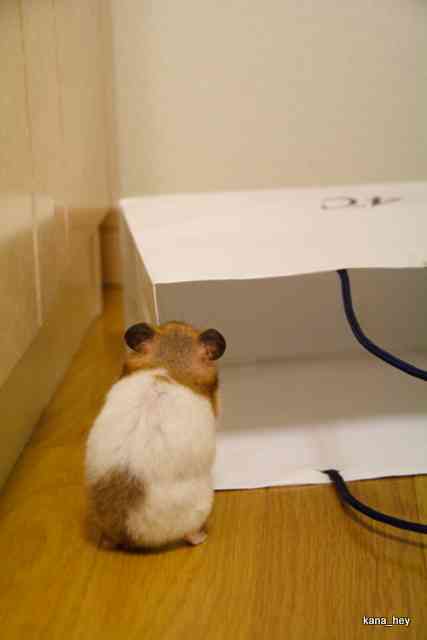 動物の後頭部が集まるトピ