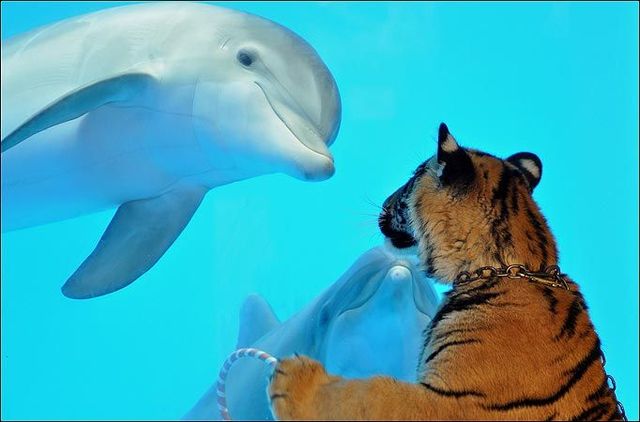 動物の後頭部が集まるトピ