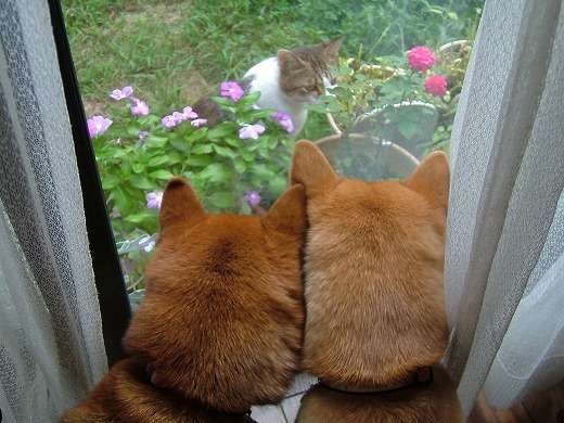 動物の後頭部が集まるトピ