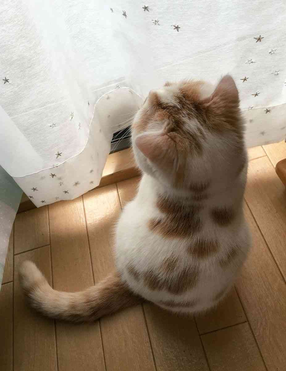動物の後頭部が集まるトピ