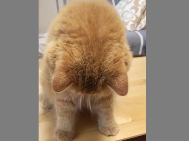 動物の後頭部が集まるトピ