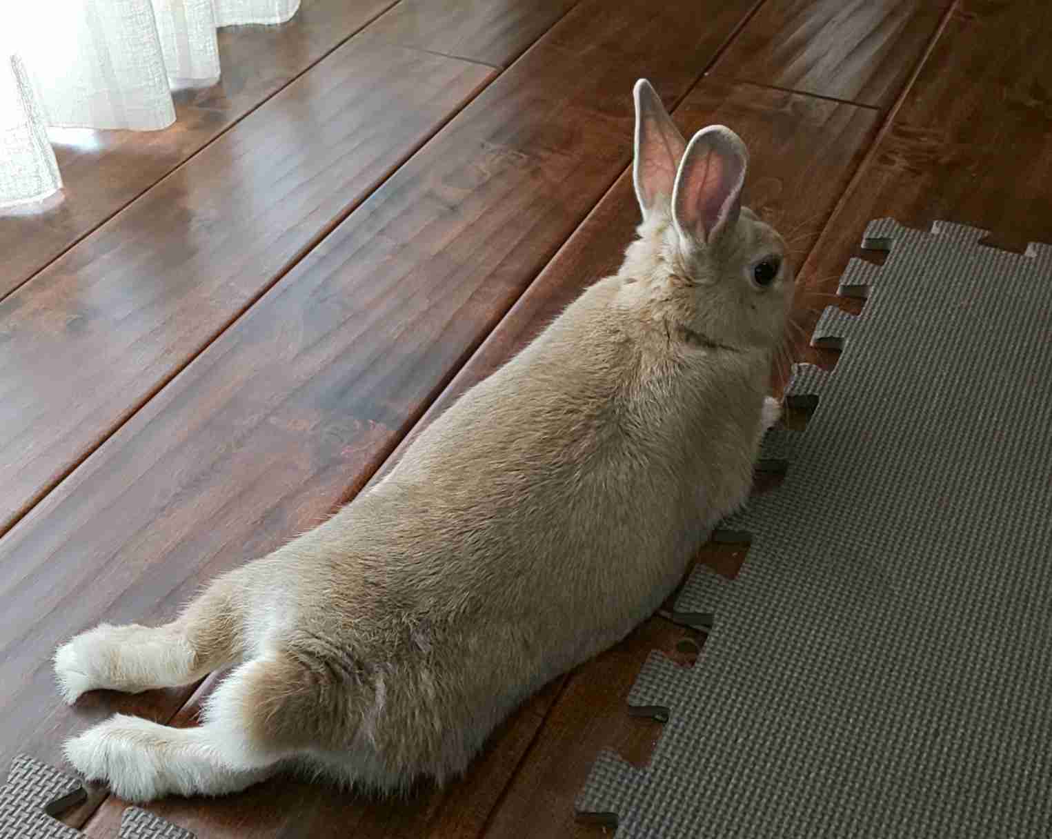 動物の後頭部が集まるトピ