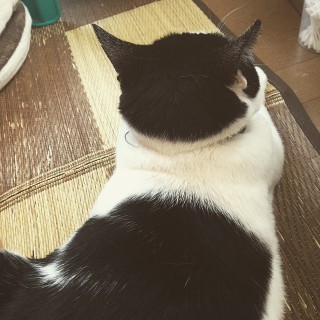 動物の後頭部が集まるトピ