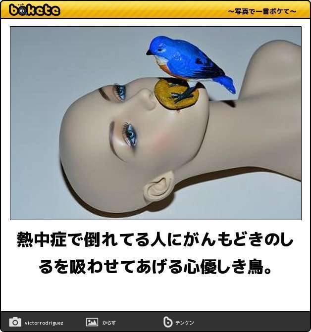 何度見ても秀逸だと思う「bokete」を貼っていくトpart2