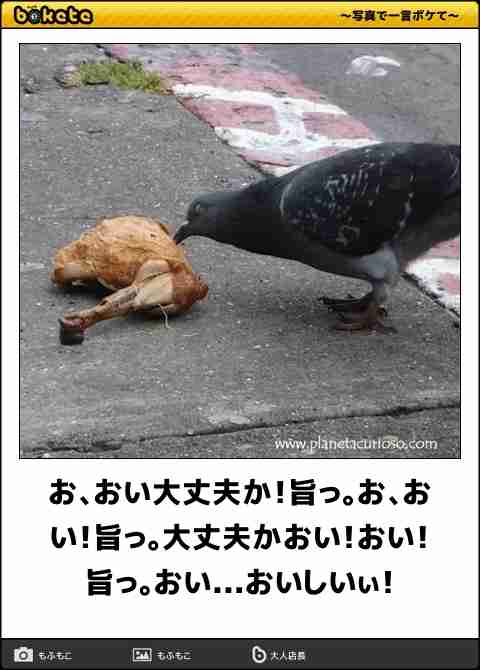 何度見ても秀逸だと思う「bokete」を貼っていくトpart2