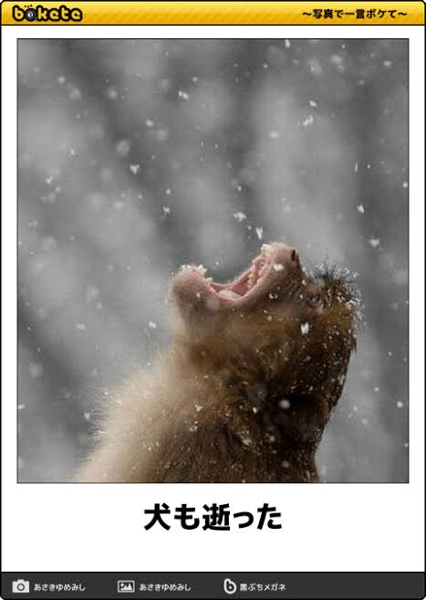 何度見ても秀逸だと思う「bokete」を貼っていくトpart2