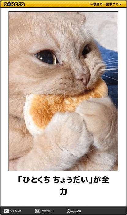 何度見ても秀逸だと思う「bokete」を貼っていくトpart2