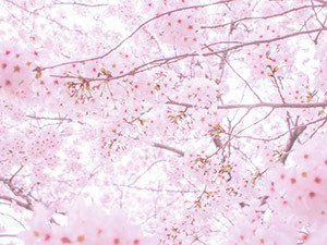 【桜色】薄ピンクのコスメが好きな方
