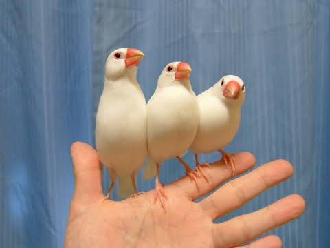皆さんの手取りいくらですか？