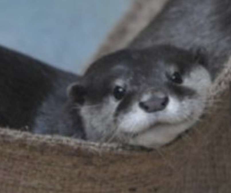 カワウソを密輸しようとした疑いで男ら逮捕 5匹中4匹が死ぬ