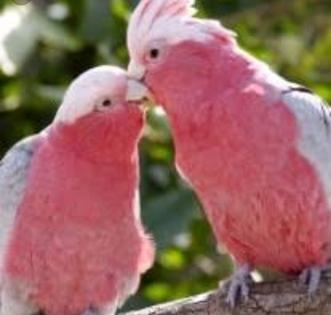 【Mステ】一青窈の衣装が気になって歌に集中できない人続出「ドフラミンゴ？」「うちのインコに似てる…」