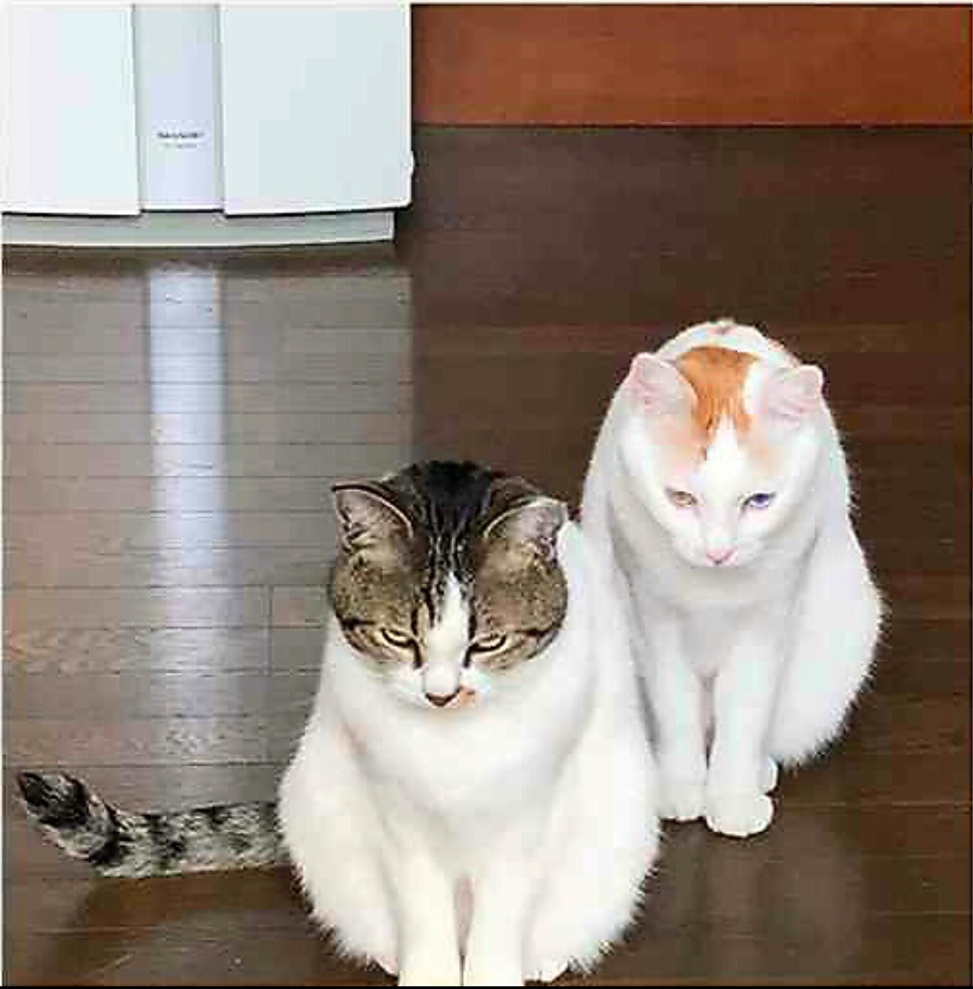 有名人を全く別人で紹介するトピ（それっぽく見える画像付きで）Part3