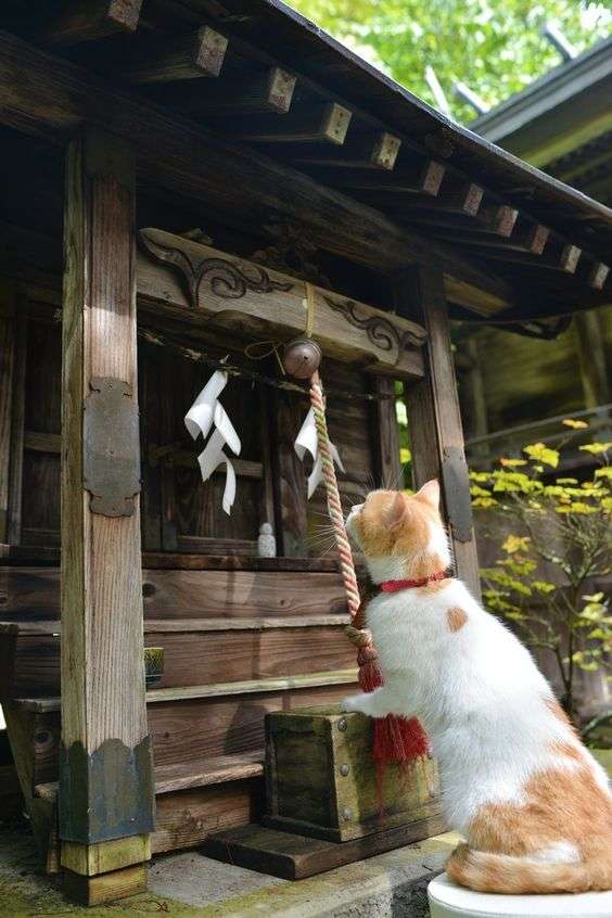 【ガルちゃん神社】初詣