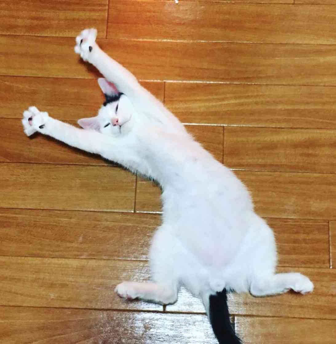 ネコ科の画像貼って癒されましょう！
