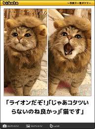 ネコ科の画像貼って癒されましょう！