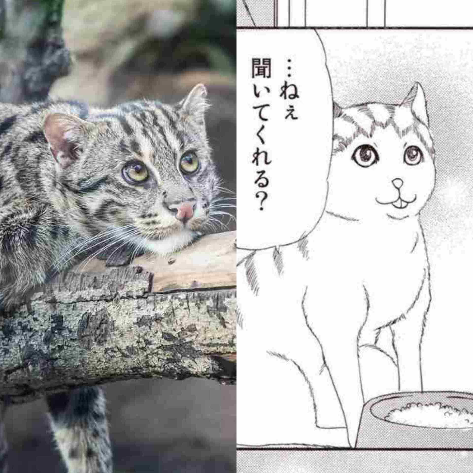 ネコ科の画像貼って癒されましょう！