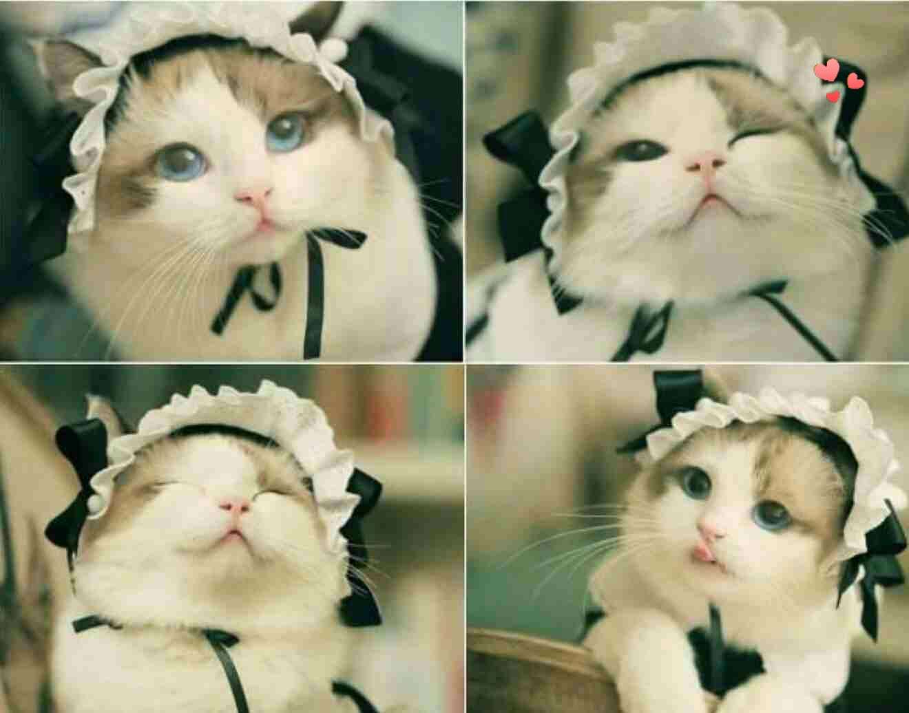 ネコ科の画像貼って癒されましょう！