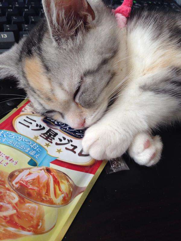 ネコ科の画像貼って癒されましょう！