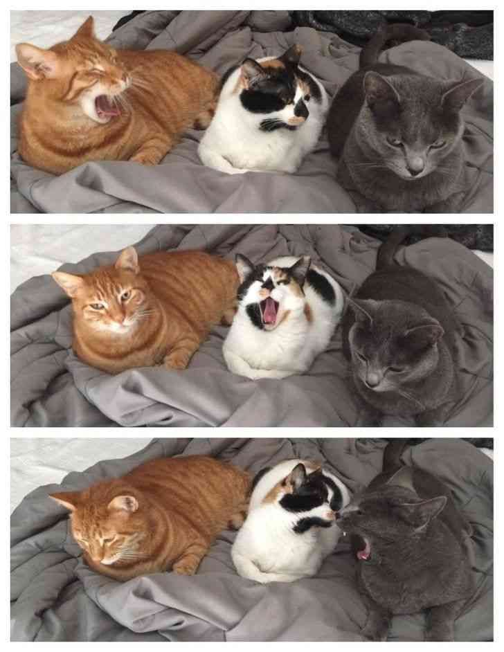 ネコ科の画像貼って癒されましょう！