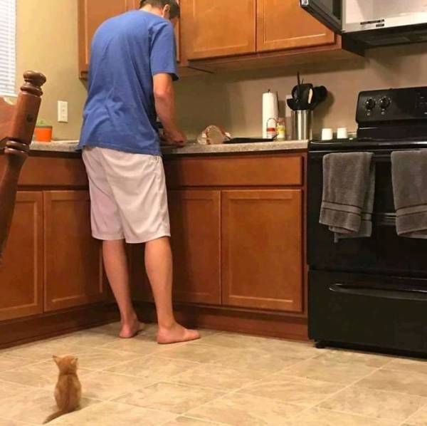 ネコ科の画像貼って癒されましょう！