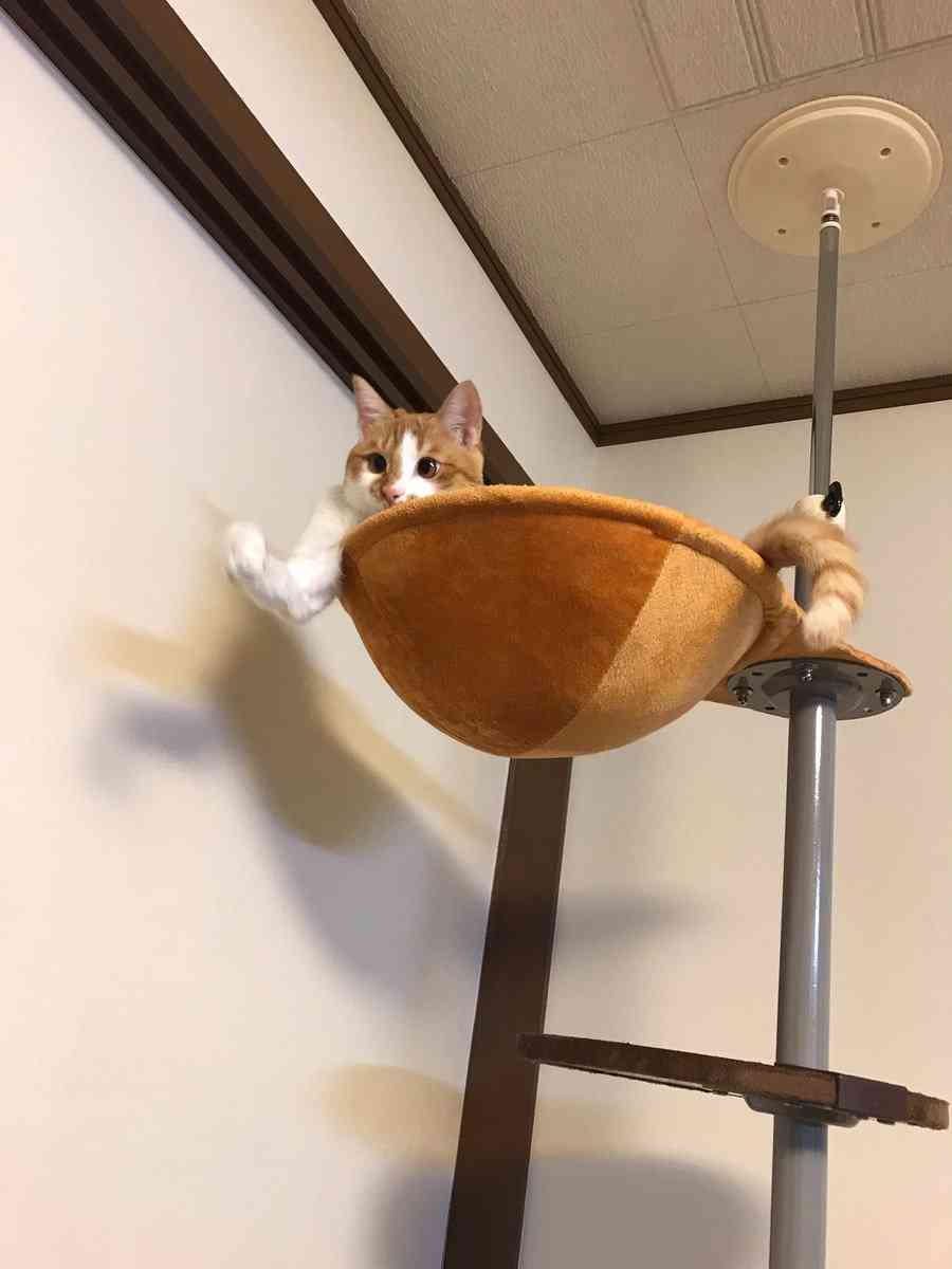 ネコ科の画像貼って癒されましょう！