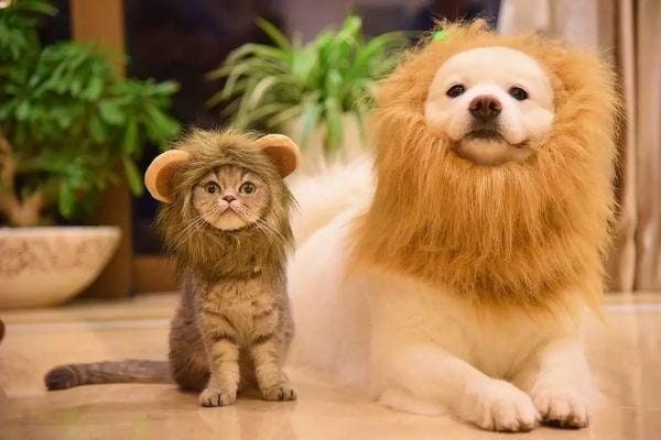 ネコ科の画像貼って癒されましょう！