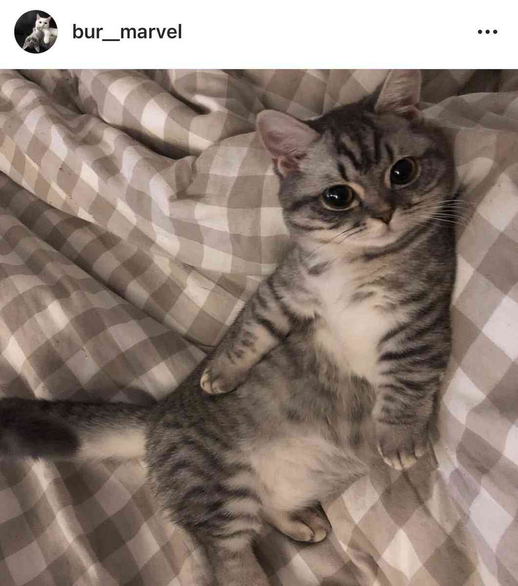 ネコ科の画像貼って癒されましょう！