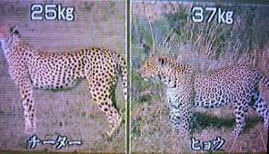 ネコ科の画像貼って癒されましょう！