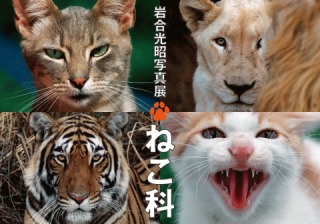 ネコ科の画像貼って癒されましょう！