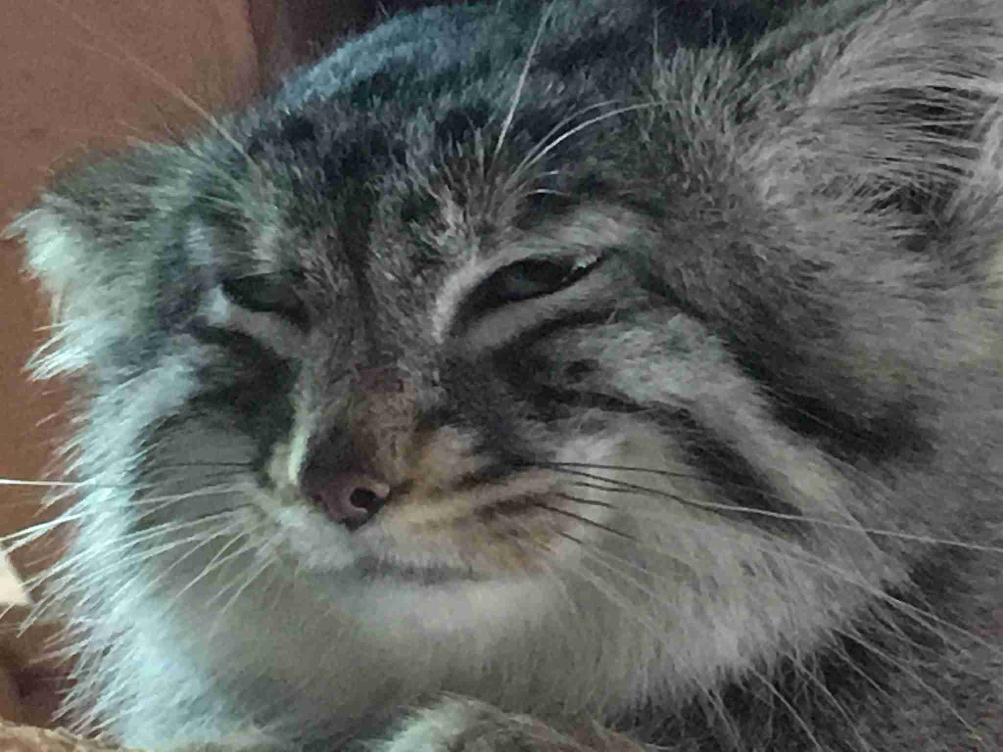 ネコ科の画像貼って癒されましょう！