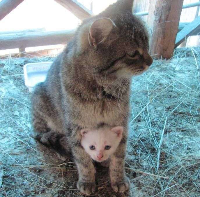 ネコ科の画像貼って癒されましょう！