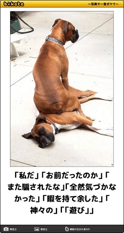 動物のboketeを貼るトピpart3