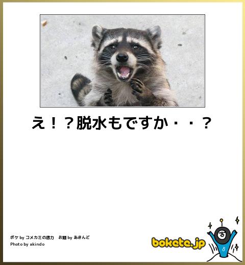 動物のboketeを貼るトピpart3