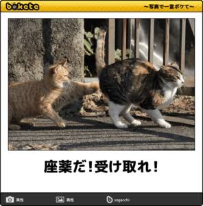 動物のboketeを貼るトピpart3