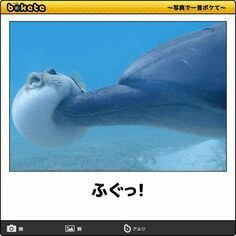 動物のboketeを貼るトピpart3