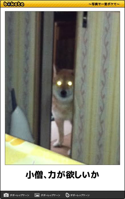 動物のboketeを貼るトピpart3