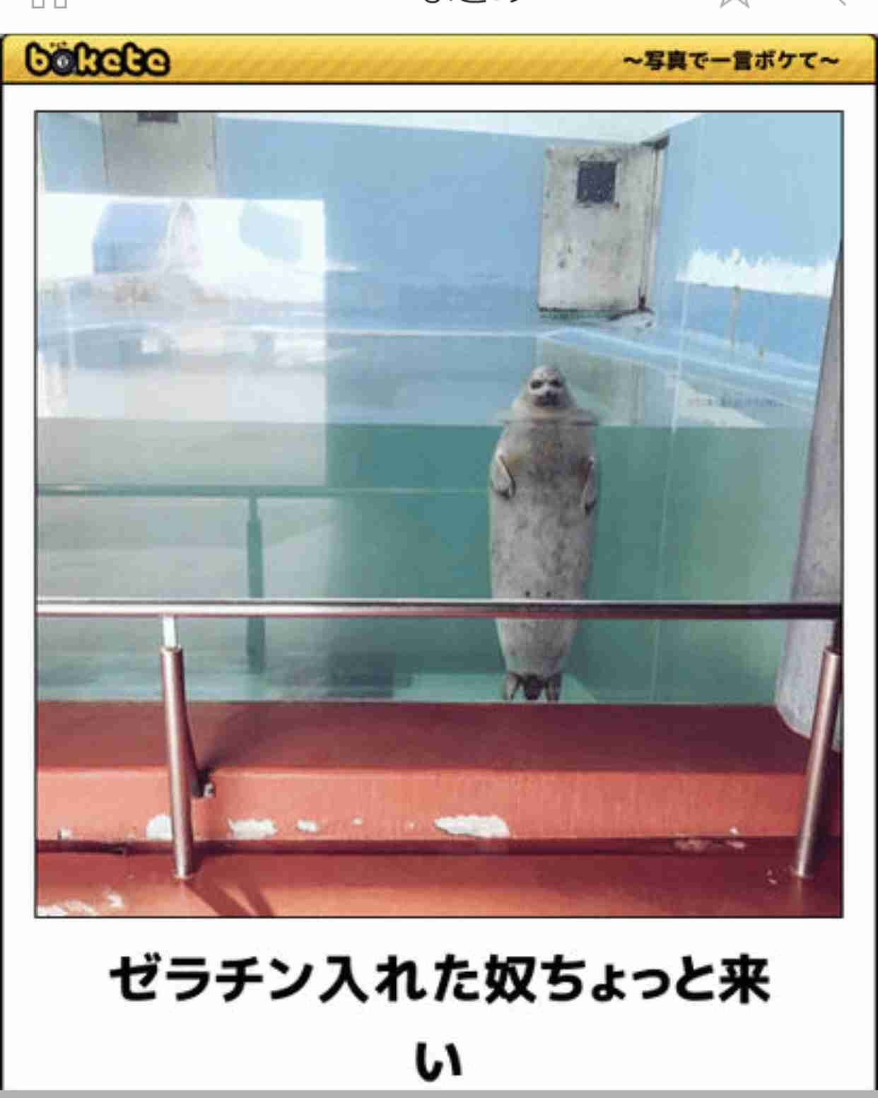 動物のboketeを貼るトピpart3